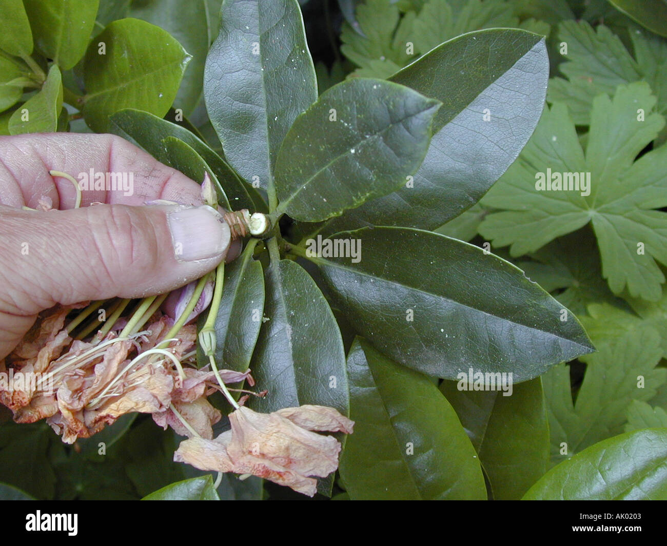 Deadheading rhododendron 2 of 3 images set Stock Photo Alamy