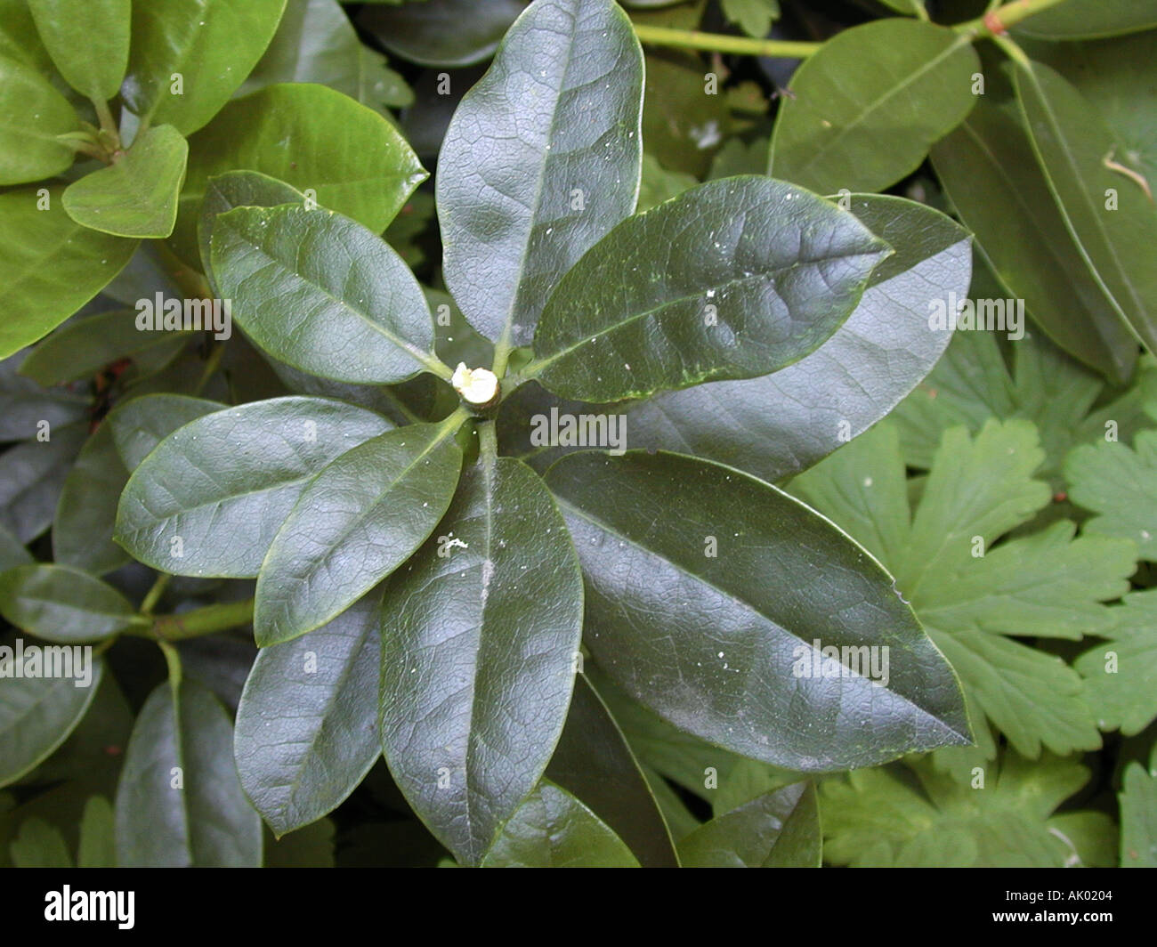 Deadheading rhododendron 3 of 3 images set Stock Photo Alamy