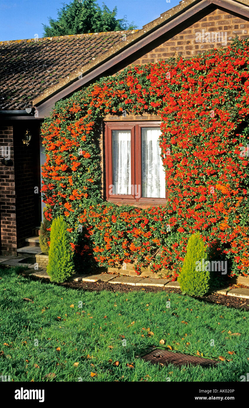 A riot of colour on a wall clad with pyracantha berries in Bromham  Wiltshire England UK EU Stock Photo