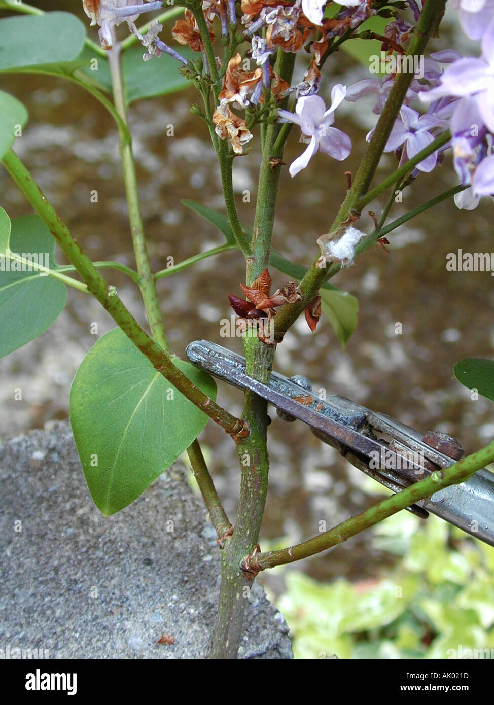 Pruning Syringa Deadheading Lilac bush Stock Photo Alamy