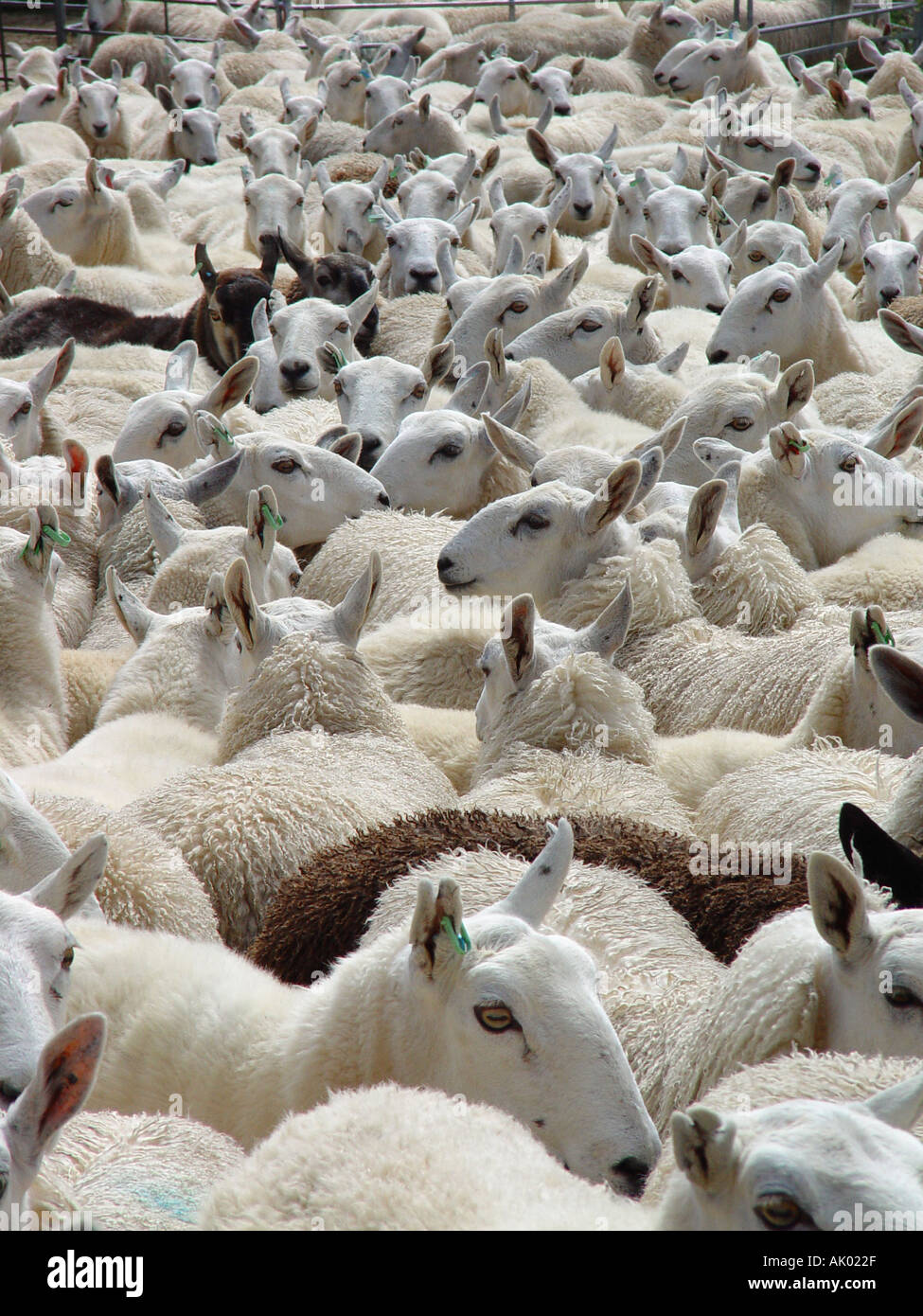 Flock of sheep ready for sheep dip Stock Photo Alamy
