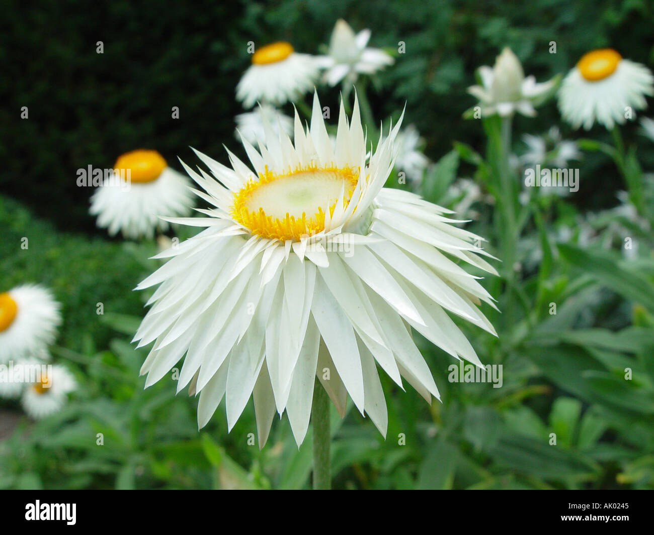White everlasting flower hi-res stock photography and images - Alamy