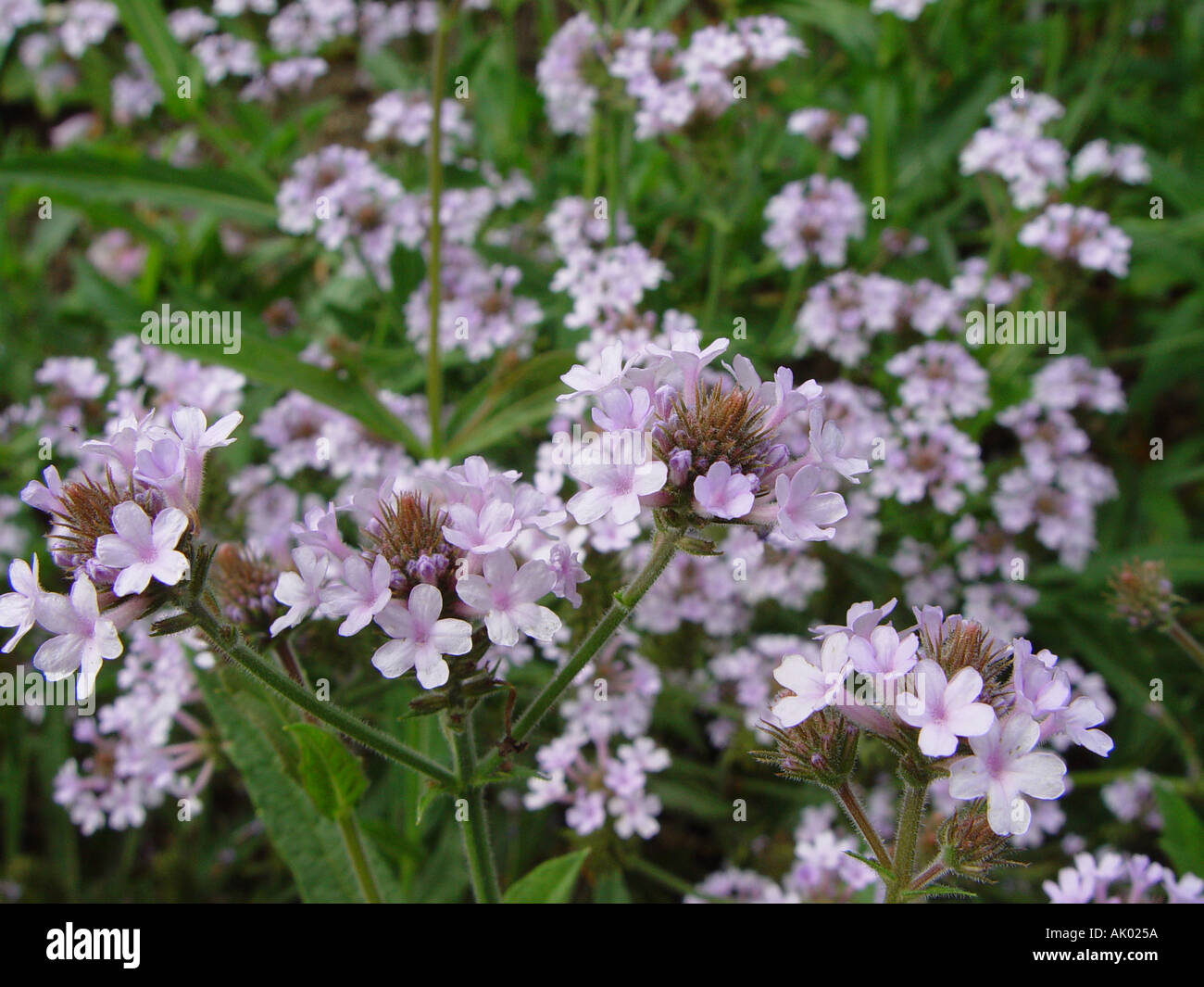 Verbena mauve Stock Photo