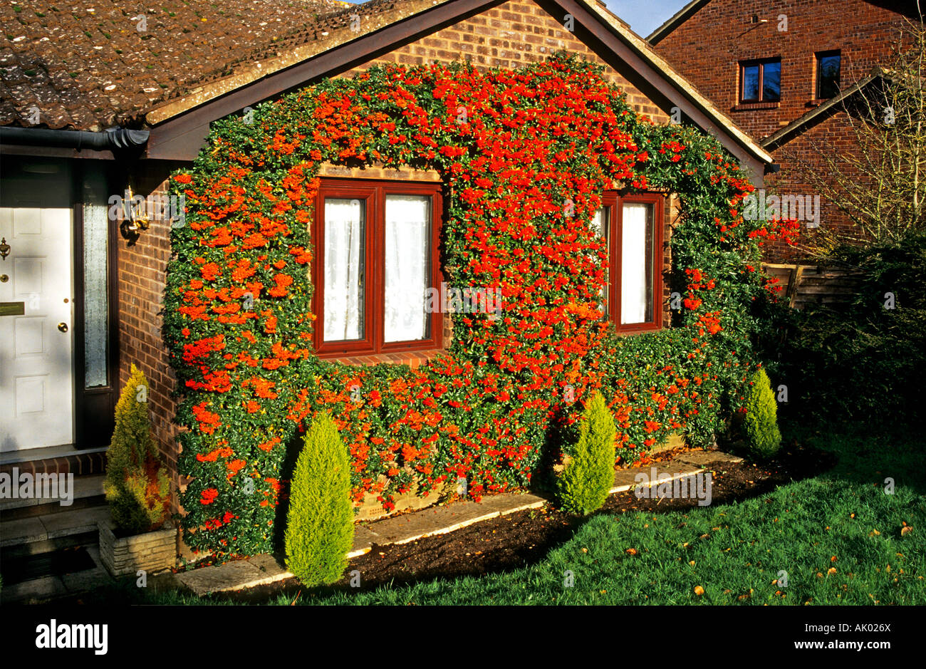 A riot of colour on a wall clad with pyracantha berries in Bromham Chippenham Wiltshire England UK EU Stock Photo