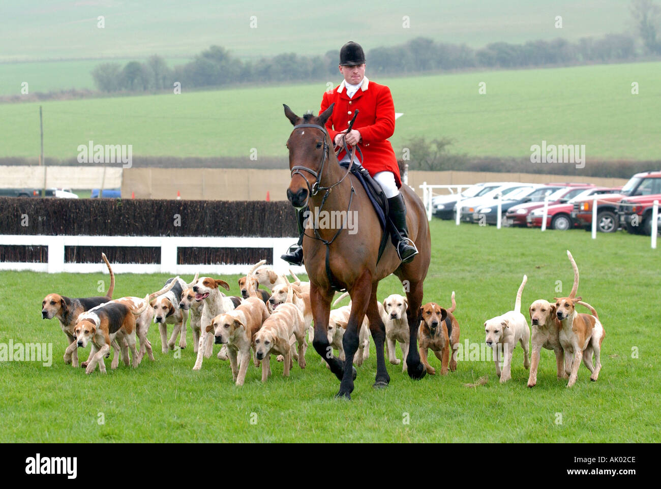 Fox hunting rider and hounds Stock Photo Alamy