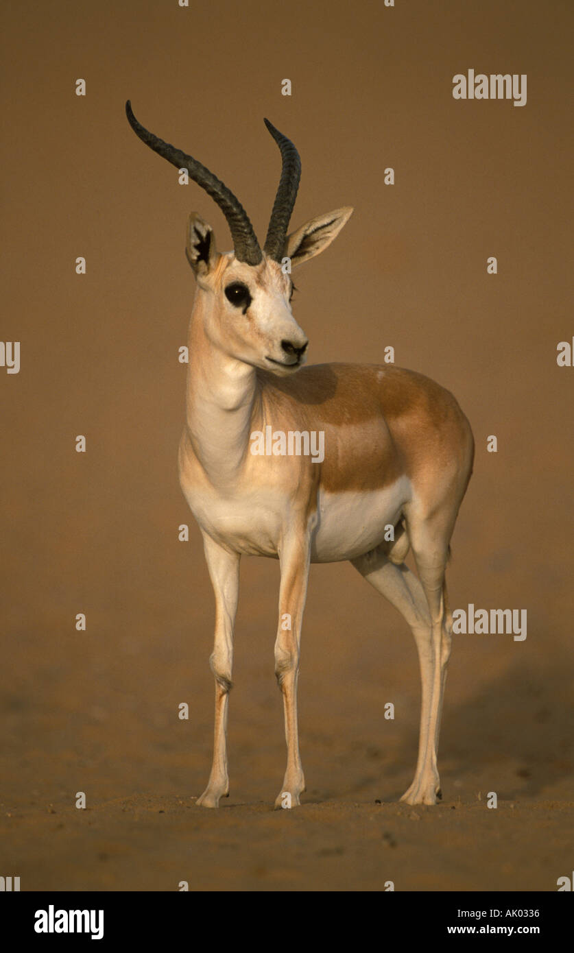 Gazelle arabic hi-res stock photography and images - Alamy