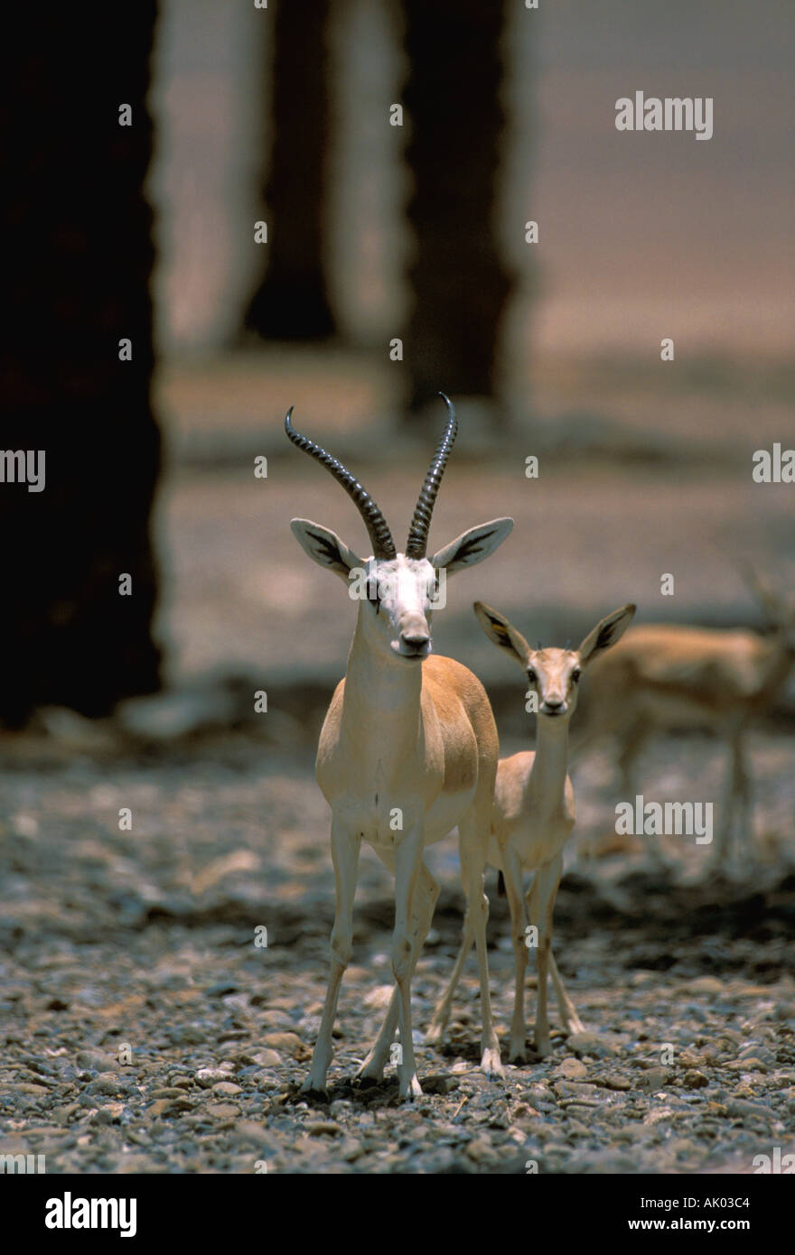 Sand gazelle with young saudi arabia Stock Photo - Alamy