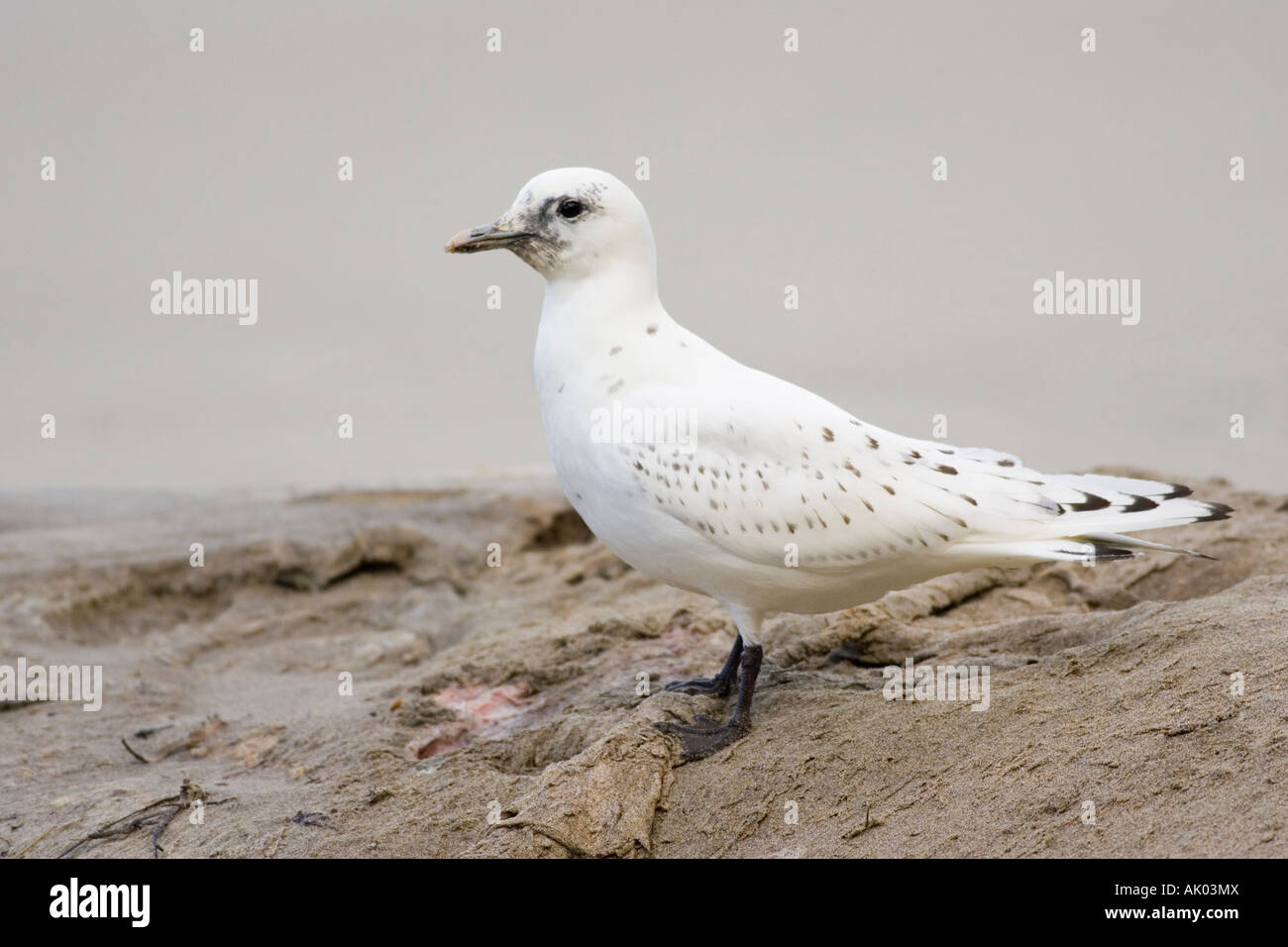 first-winter Ivory Gull on Minke Whale carcass Stock Photo