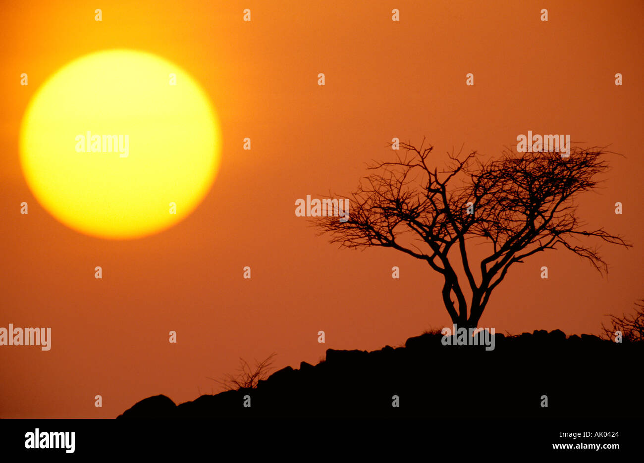 Acacia tree at sunset Saudi Arabia Stock Photo