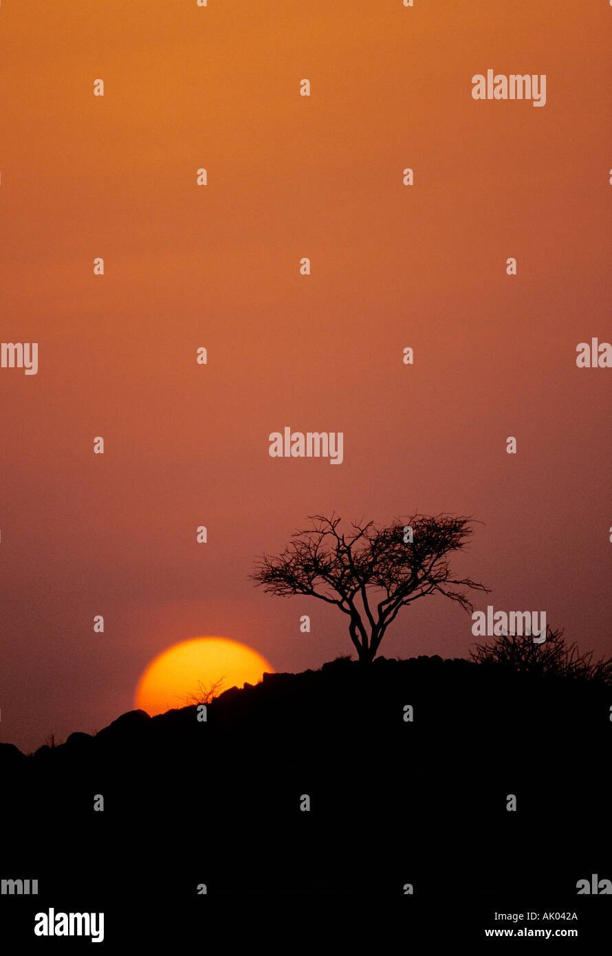 Acacia tree at sunset Saudi Arabia Stock Photo - Alamy