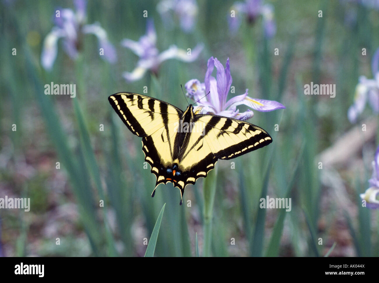Portrait of a Western tiger swallowtail butterfly Papilio rutulus on wild Rocky Mountain Iris Stock Photo