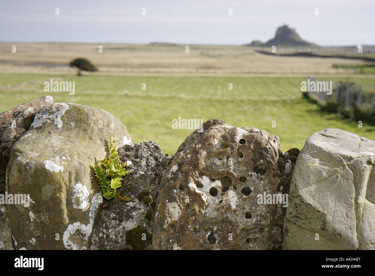 UK England Northumberland Heritage Coastline,Holy Island,Lindisfarne