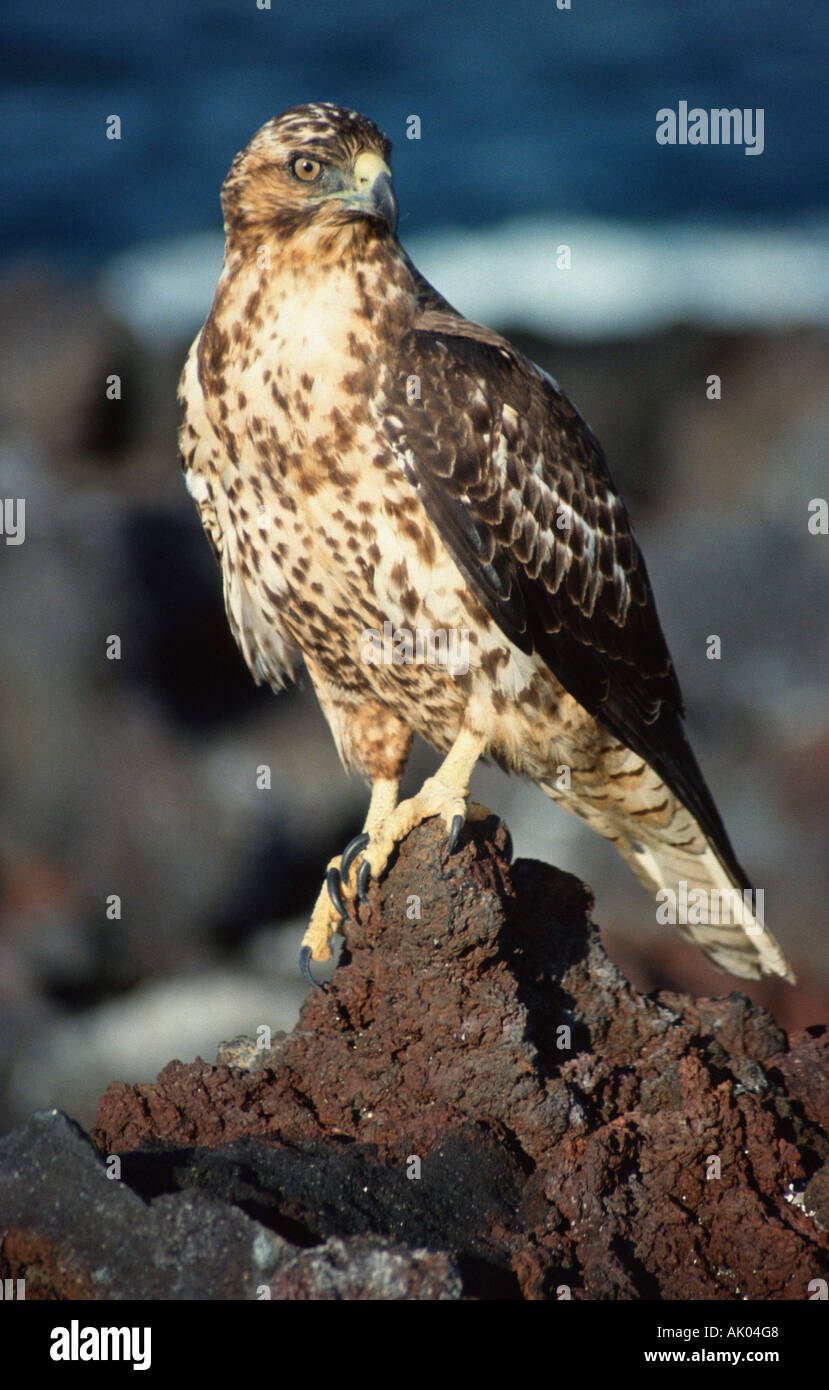 Galapagos hawk sitting hi-res stock photography and images - Alamy
