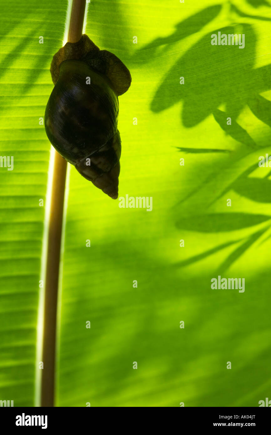 Indian snails hires stock photography and images Alamy
