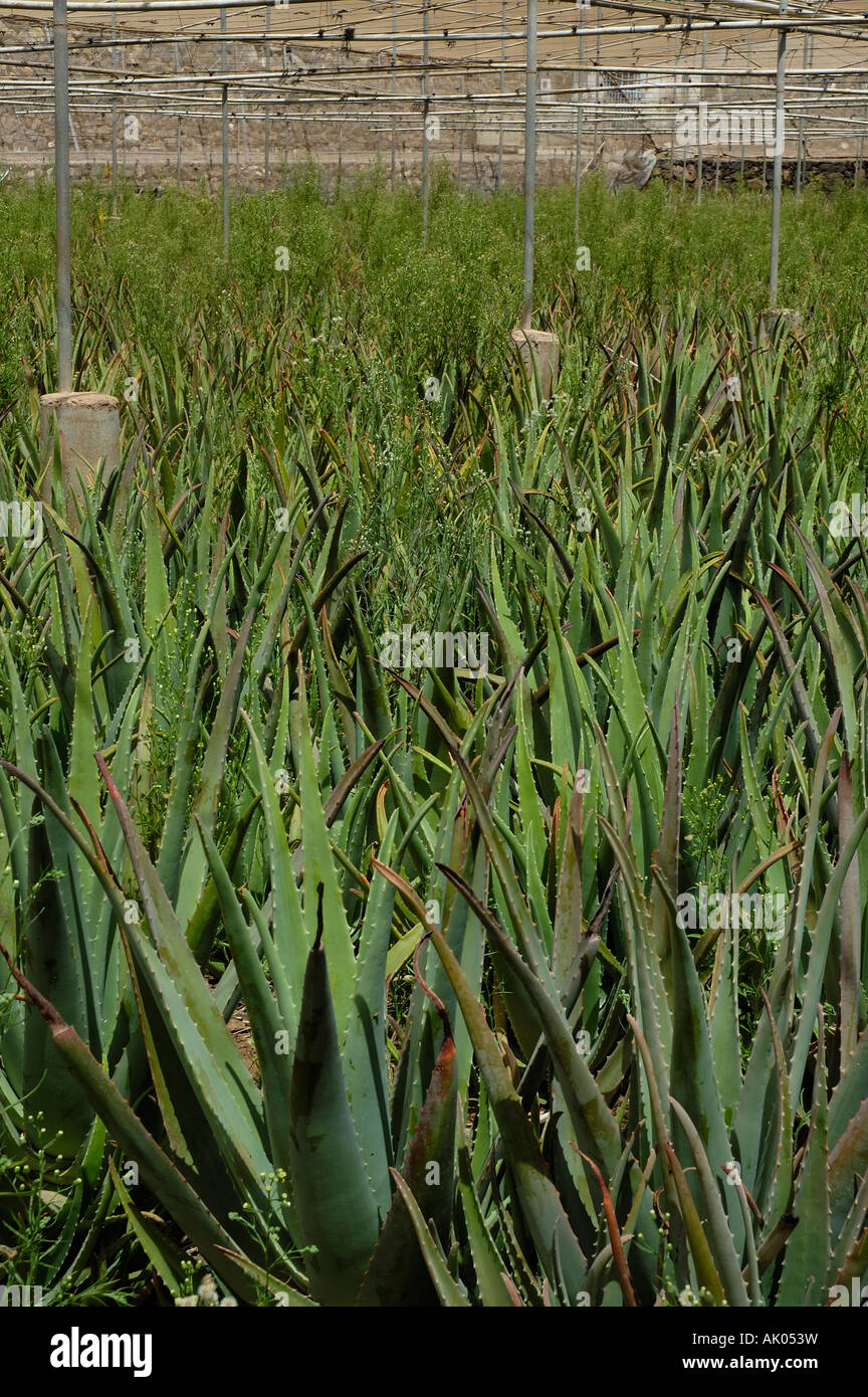 Aloe Vera plantation, Tenerife, Canary islands Stock Photo - Alamy