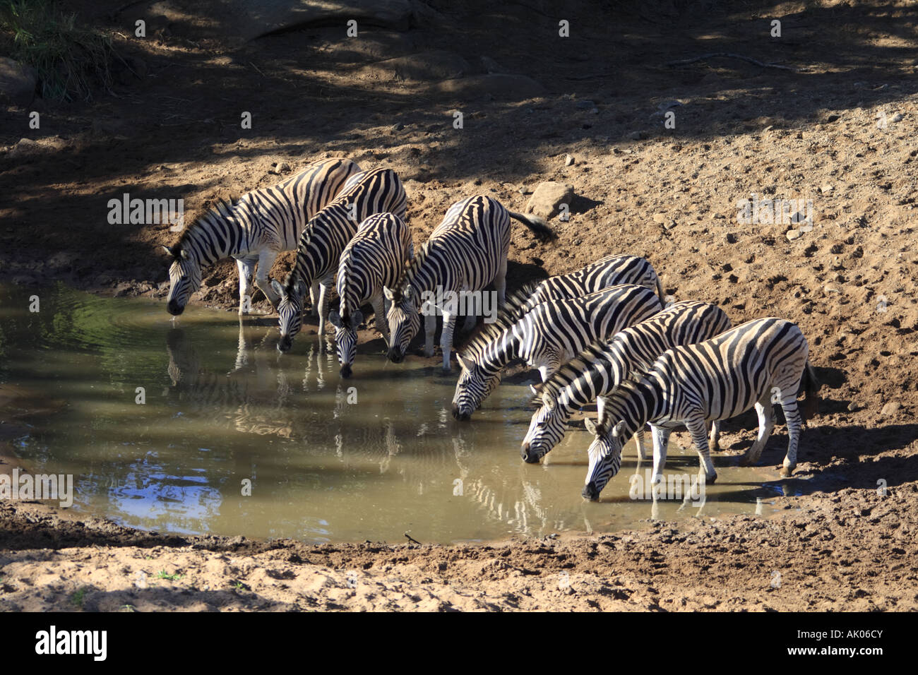 Group of Zebra at the Mphafa hide, Hluhluwe Imfolozi Park, Kwazulu Natal, South Africa Stock Photo