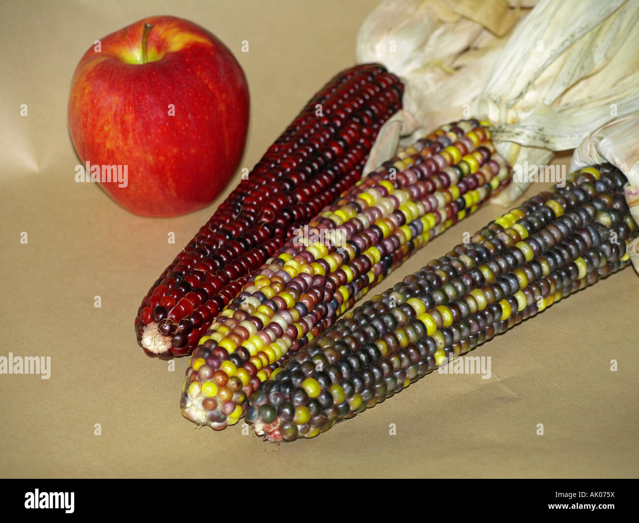 USA OREGON CENTRAL OREGON AUTUMN Three perfect ears of multi colored Indian corn and a Fuji apple in the autumn Stock Photo