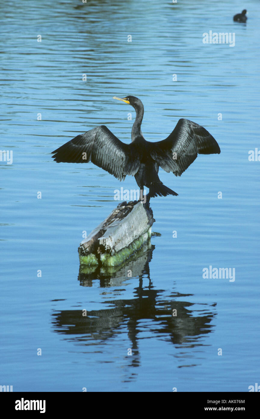 Double-Crested Cormorant  (Phalacrocorax auritus) San Francisco Bay, California Stock Photo