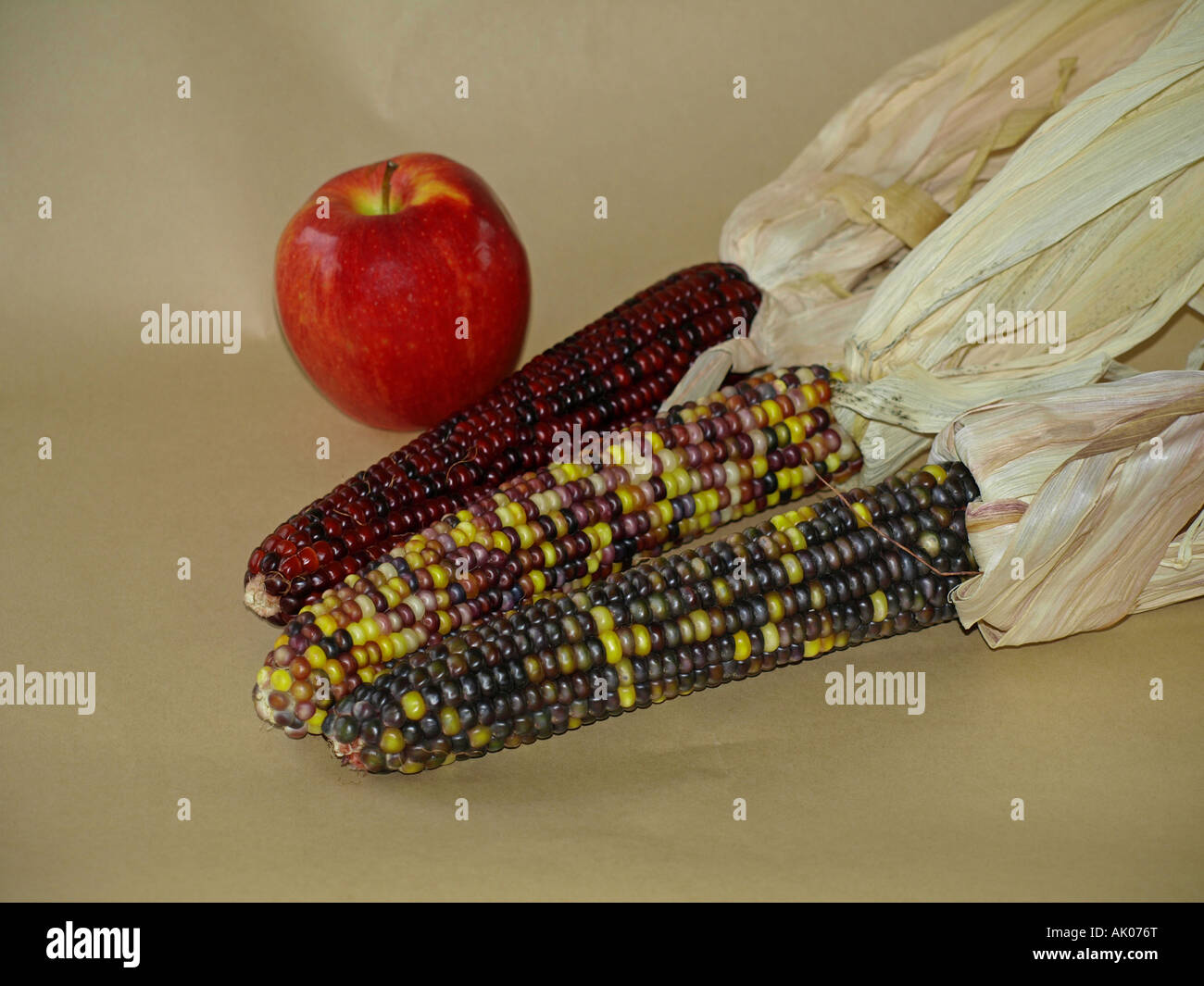 Three perfect ears of multi colored Indian corn and a Fuji apple in the autumn Stock Photo