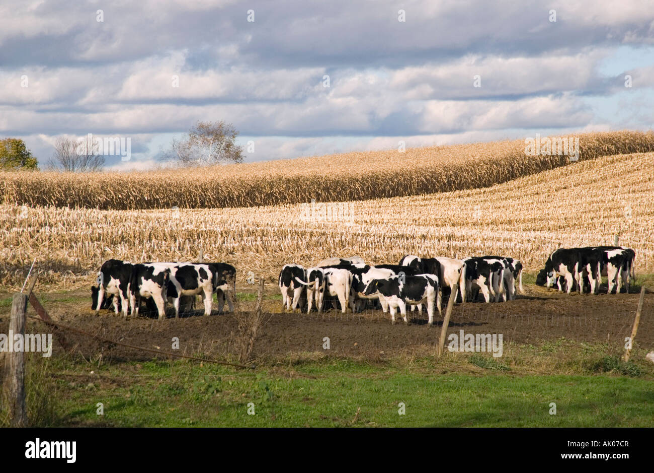 Dairy Farm in the Hudson Valley, New York Stock Photo Alamy