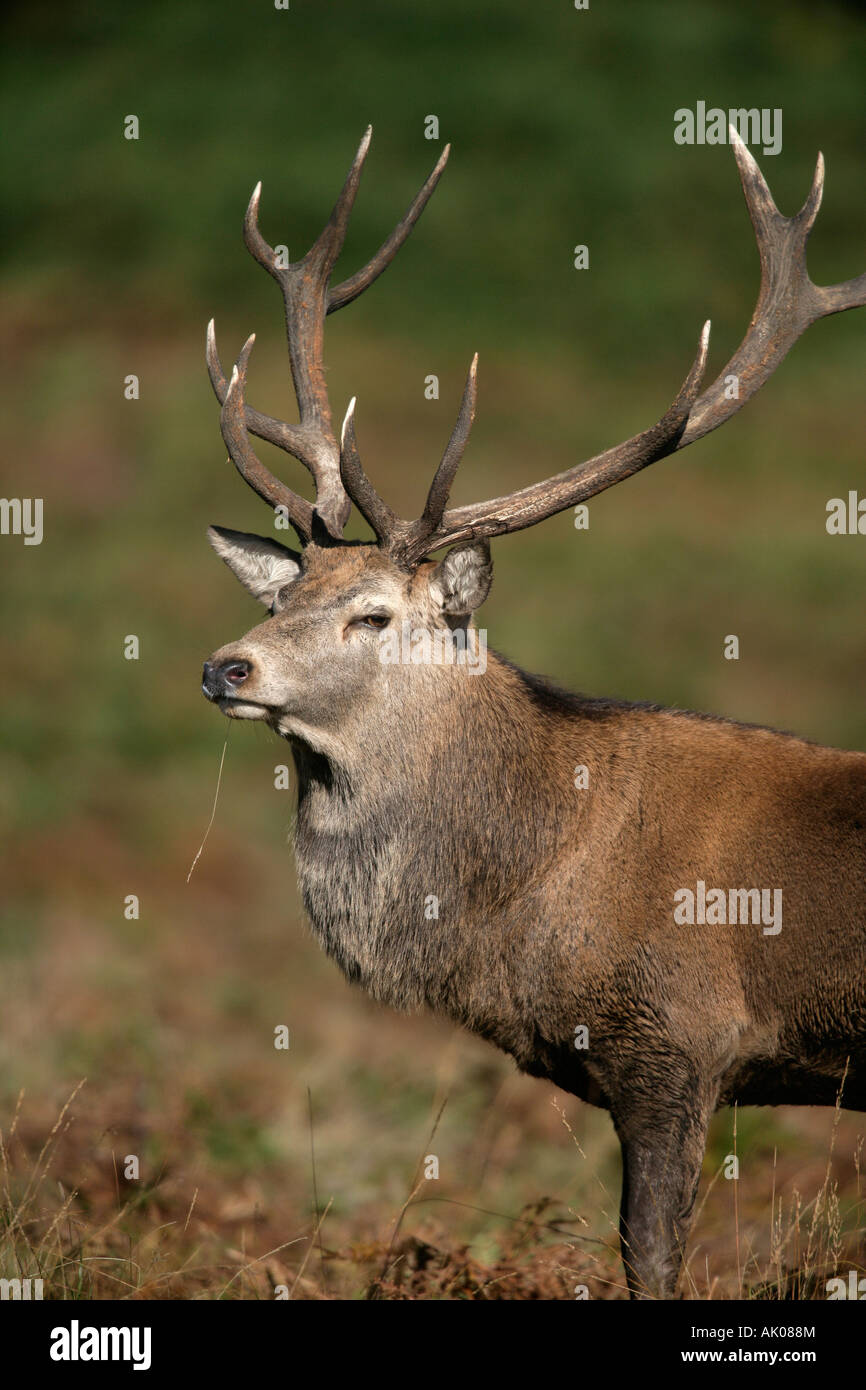 Red deer Cervus elaphus Leicestershire Male Stock Photo