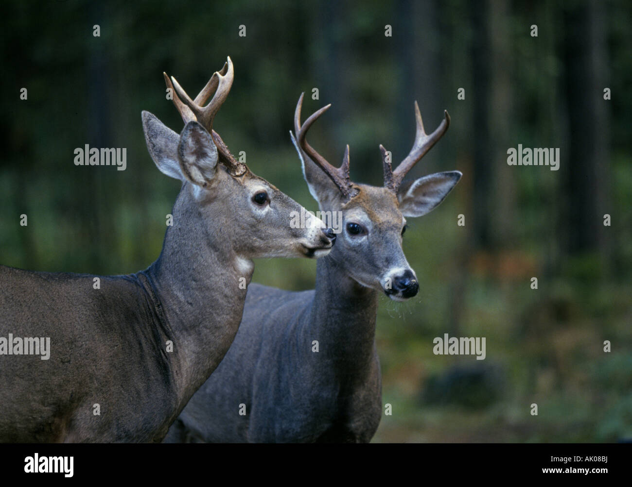 Two whitetail buck deer in a rain forest in central Washington Cascade Mountains near Mount Rainier National Park Stock Photo