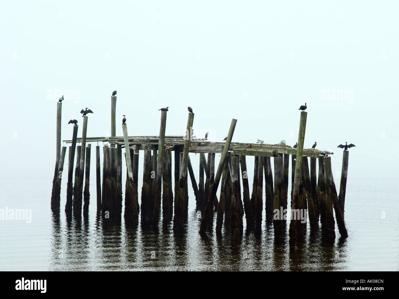 Sea birds perched on a decaying dock on foggy morning Provincetown Cape Cod Stock Photo