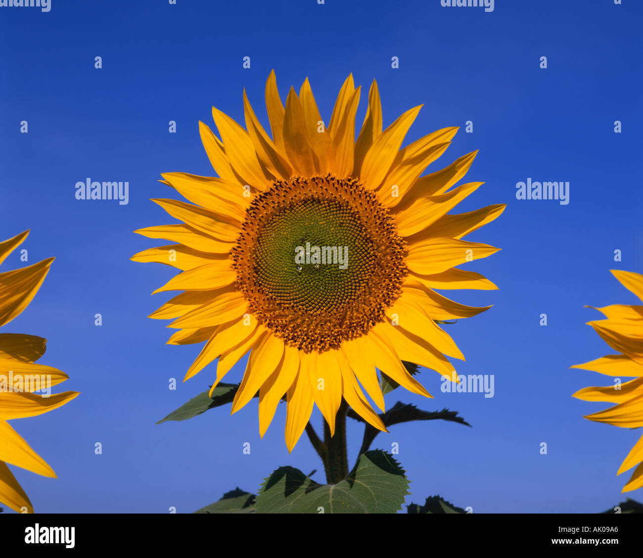 Close up of single sunflower hi-res stock photography and images - Alamy