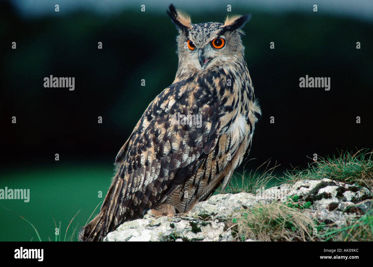 Eagle Owl / Europaeischer Uhu Stock Photo