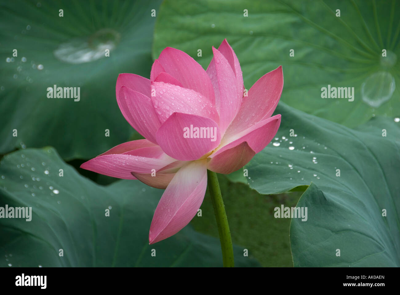Blooming pink lotus flower in the July rain Kunming People’s Republic of China Stock Photo