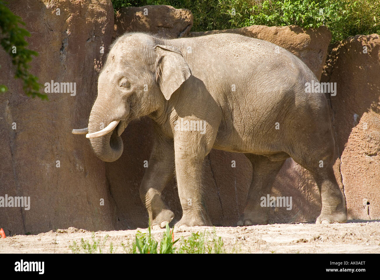 Asian elephant at the St Louis Zoo Stock Photo - Alamy