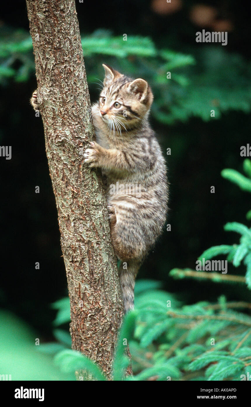 Common Wild Cat / European Wild Cat Stock Photo Alamy