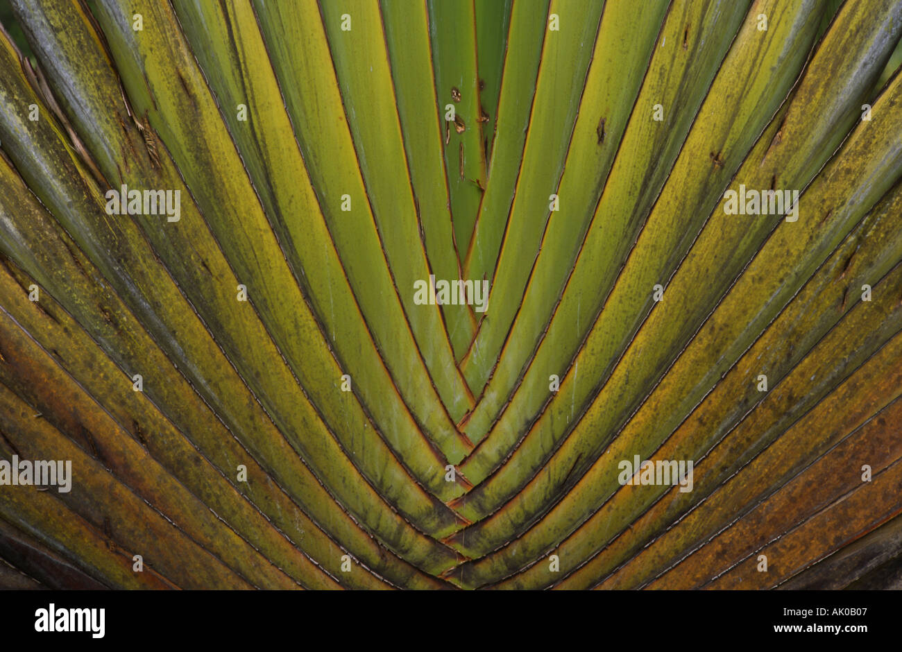 Palm Fan Pattern Fan Pattern High Resolution Stock Photography and Images - Alamy