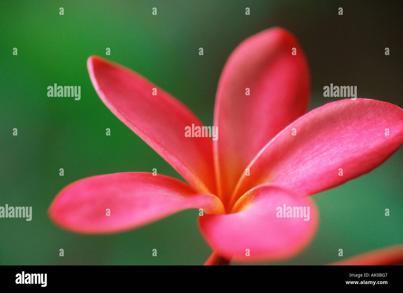 Lei flower / Frangipani Stock Photo Alamy