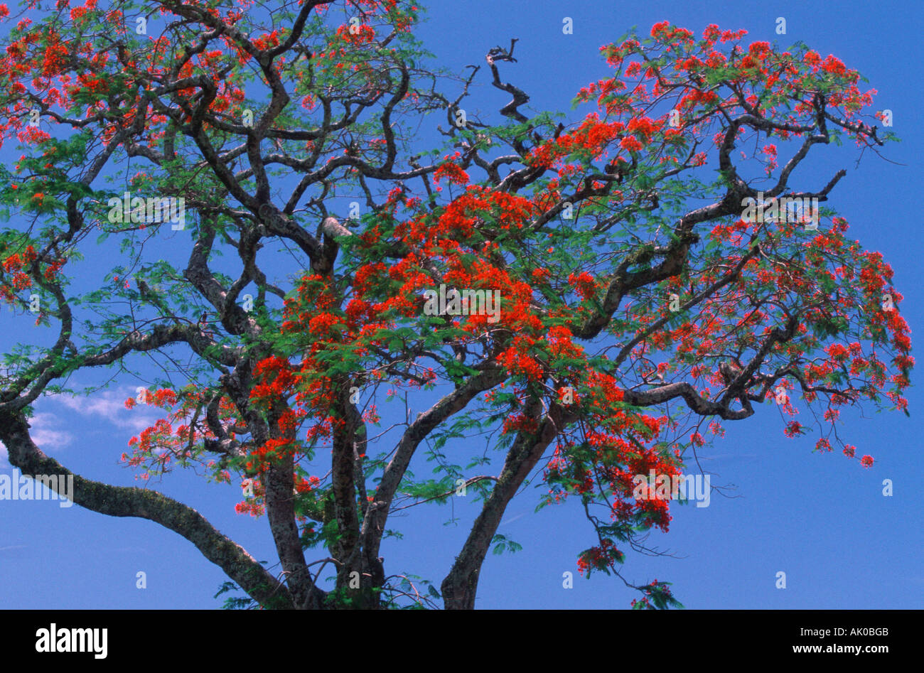 Australian Flame Tree Stock Photo Alamy