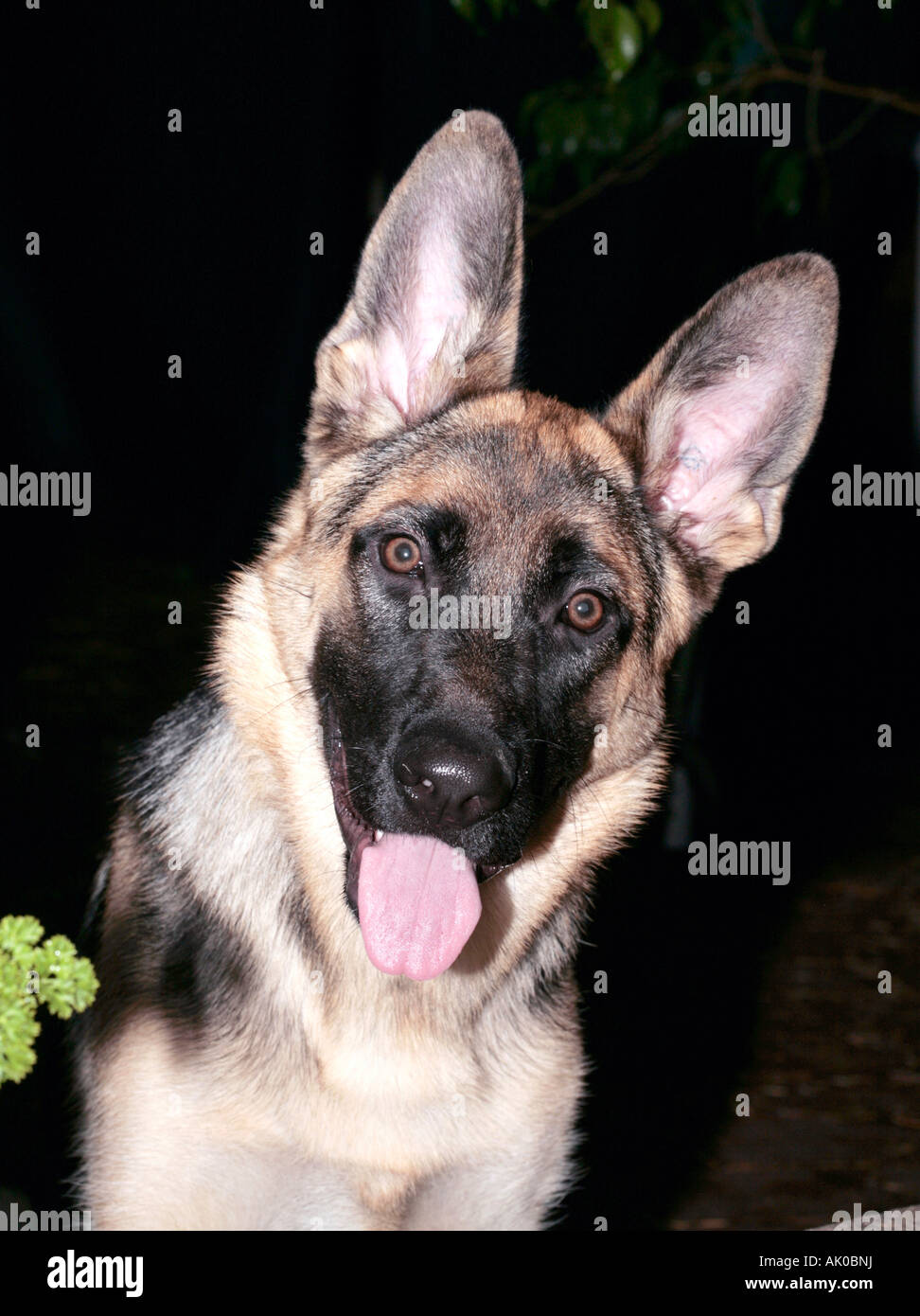 German Shepherd female 6 months-Canis lupus domesticus- Family Canidae Stock Photo