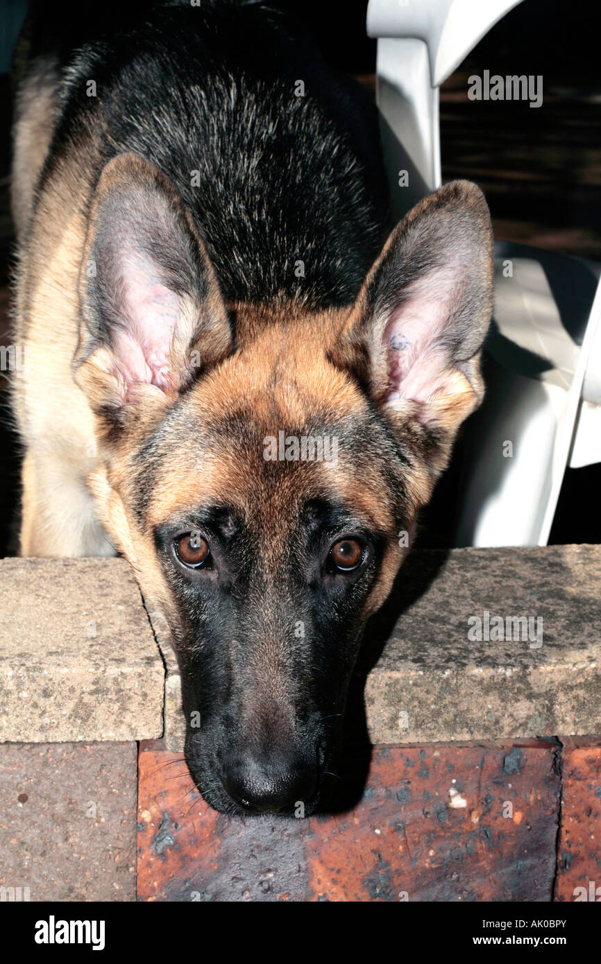 German Shepherd female 8 months- Canis lupus domesticus- Family Canidae Stock Photo
