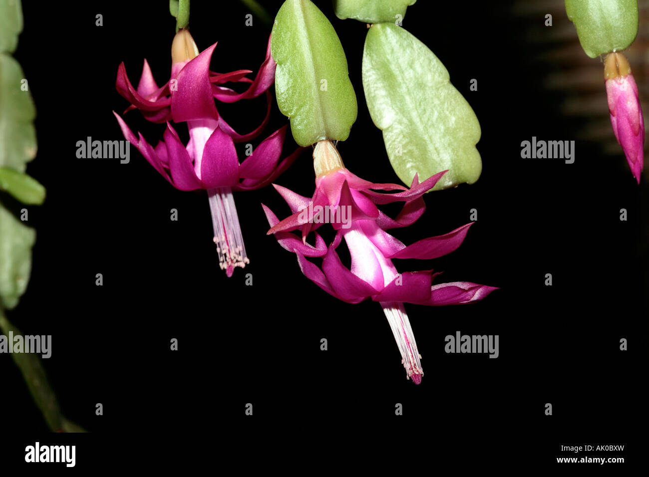 Schlumbergera cactus- Commonly known as Christmas Cactus Stock Photo