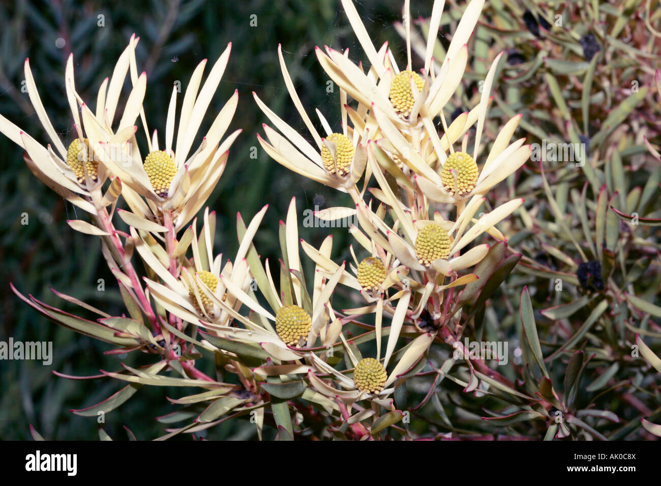 Male flowers of Wolseley Shale Conebush after rain - Leucadendron lanigerum laevigatum-Endangered Stock Photo