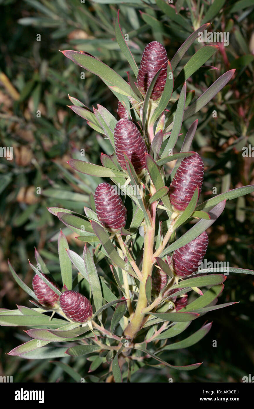 Cones of the Garden Route Conebush- Leucadendron conicum - A Delta Seed Conebush- Family Proteaceae Stock Photo