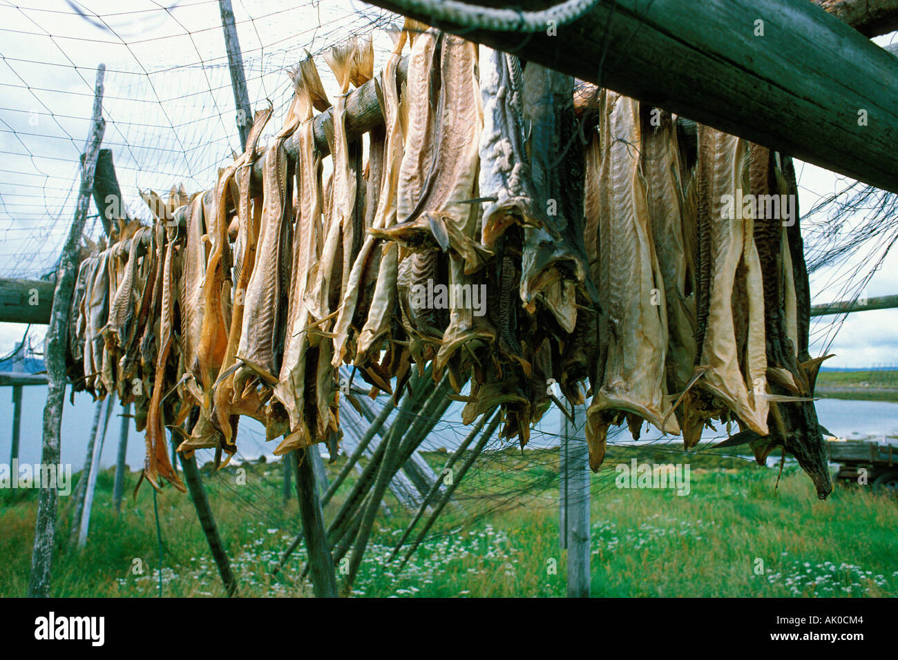 Dried Fish / Trockenfisch / Stockfisch Stock Photo Alamy