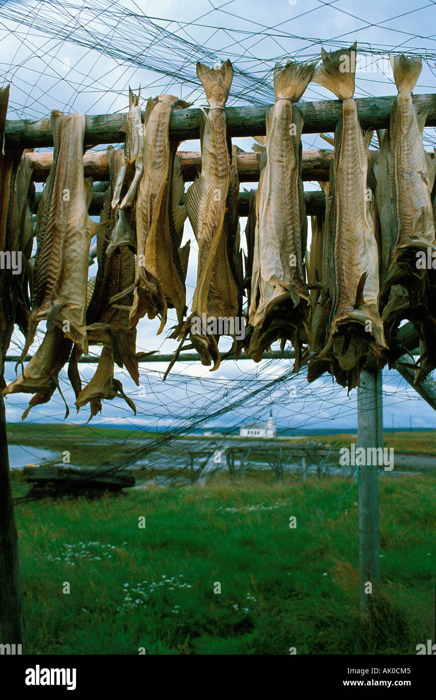 Dried Fish / Trockenfisch / Stockfisch Stock Photo Alamy