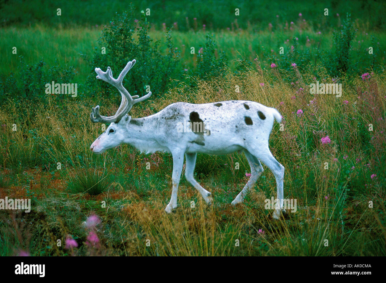 Totes Rentier Rentier hi-res stock photography and images - Alamy