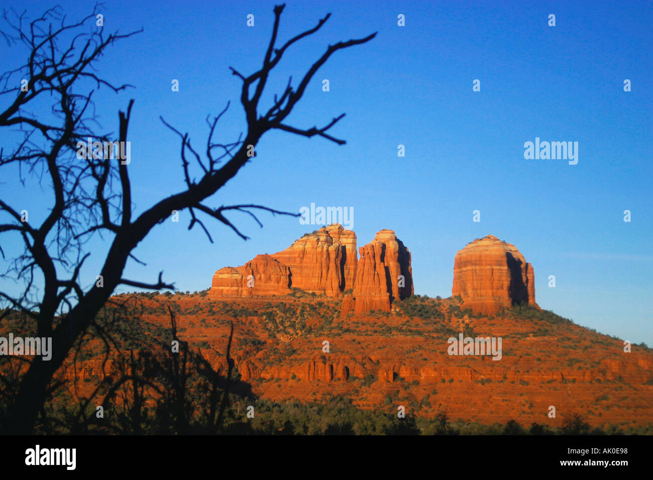 A dead tree creates an interesting contrast to the glowing red rocks at ...