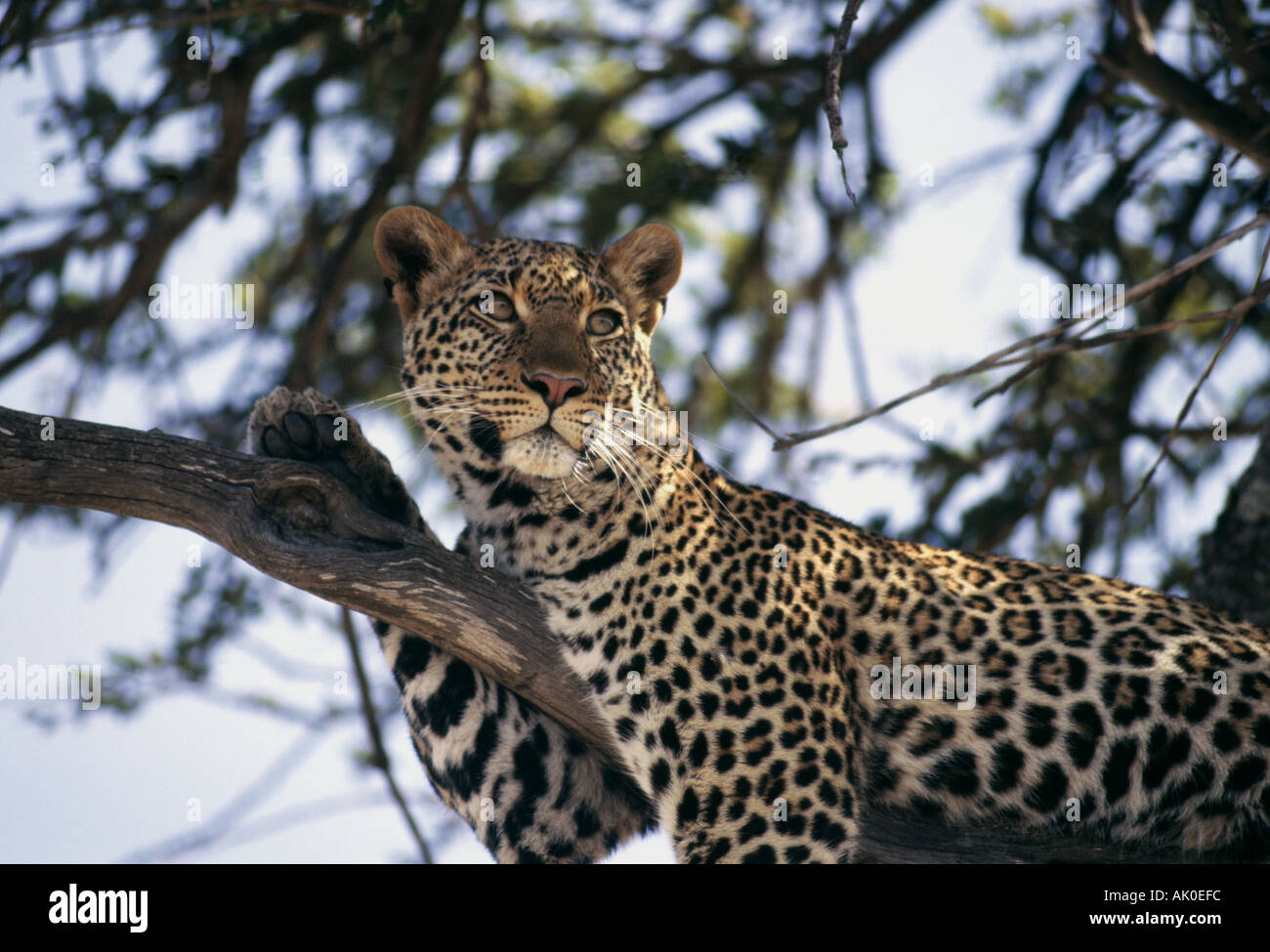Leopard rest resting branch hi-res stock photography and images - Alamy