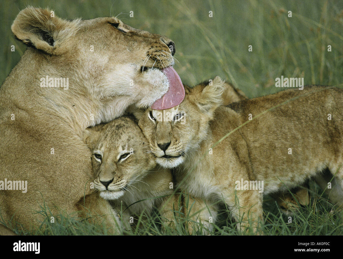 Portrait of lioness licking her two young cubs who nestle close Masai Mara National Reserve Kenya East Africa Stock Photo
