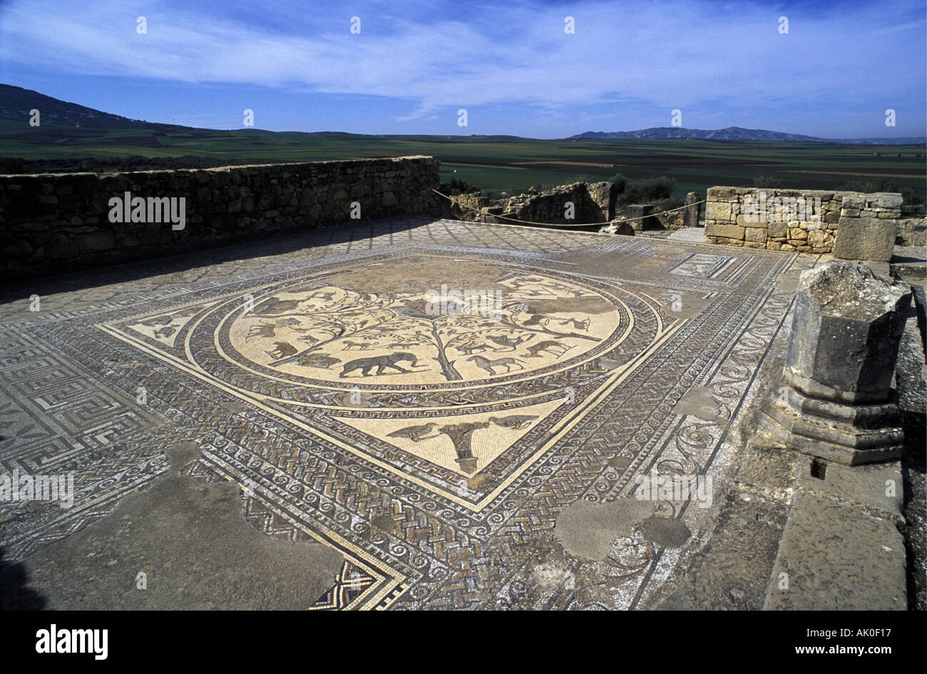 Roman mosaic with pictures of elephant and other African animals at Volubilis near Meknes Morocco north Africa Stock Photo