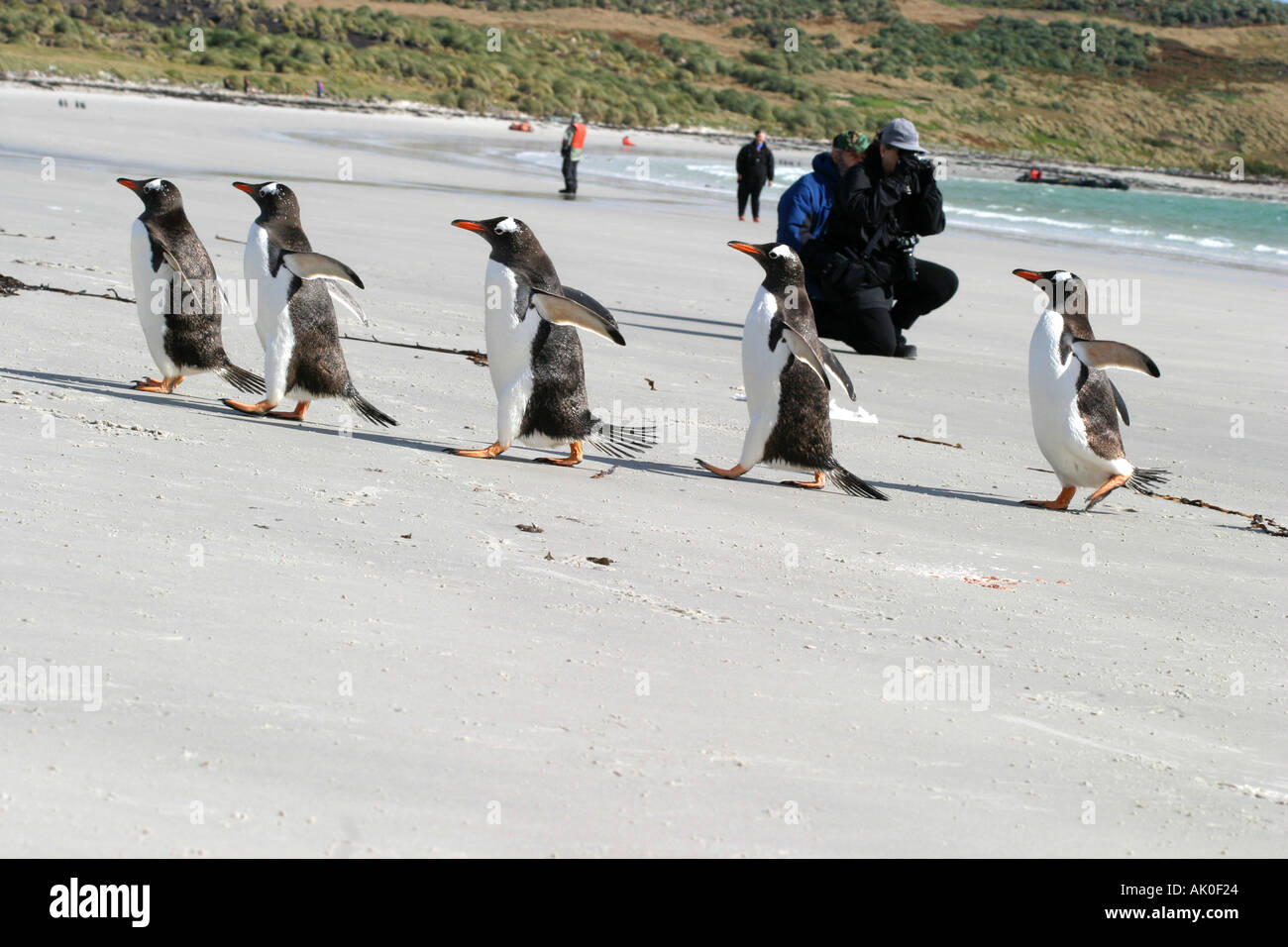 Gentoo Penguins ,Pygoscelis Papua,are enjoyed by  Antarctic cruise tourists visiting  Carcass Island in the Falkland Islands Stock Photo