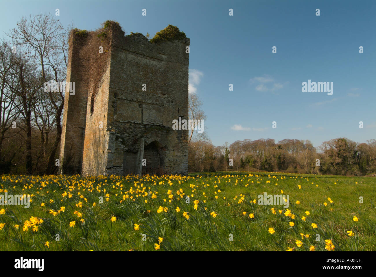 norman tower with daffodils in bloom in the grounds of Newbridge house
