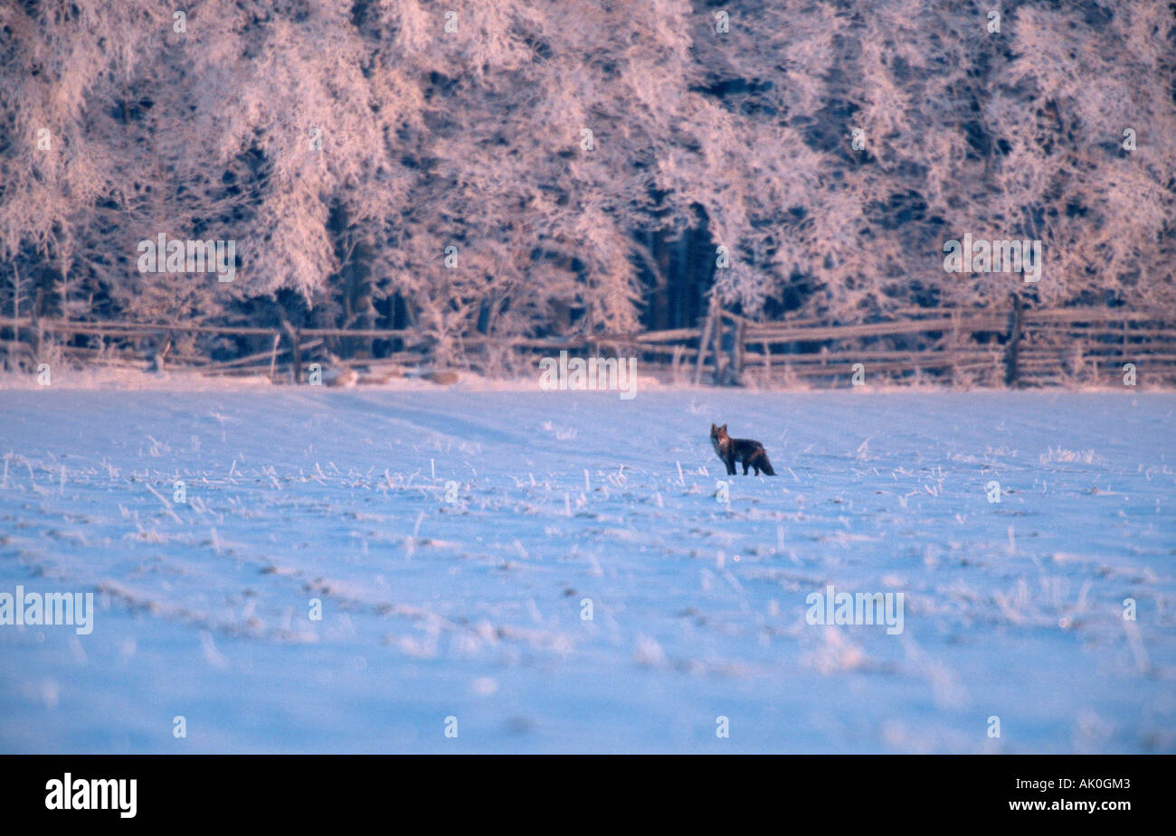 Red Fox / Rotfuchs Stock Photo